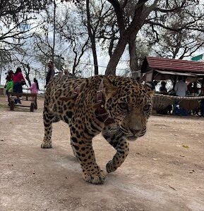 Zoológico